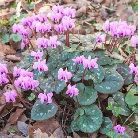 Cyclamen Coom