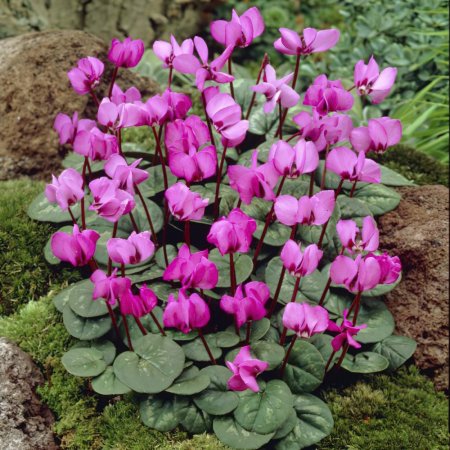 Cyclamen Coom