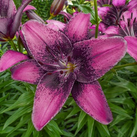 Lilium Vis de Violet