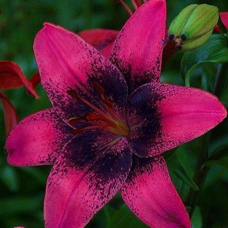 Lilium Vis de Violet