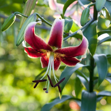 Lilium Scheherazade