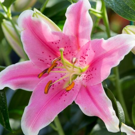 Lilium Sorbona