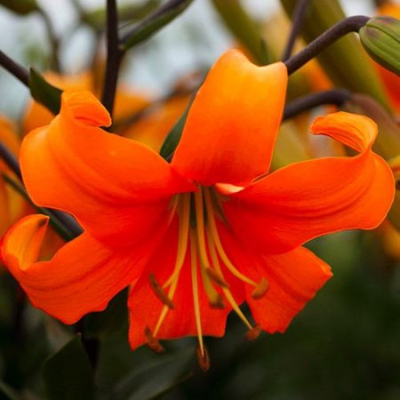 Lilium Perla Justine