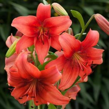 Lilium Perla Justine