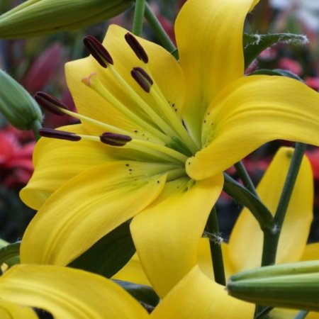 Lilium Perla Melani