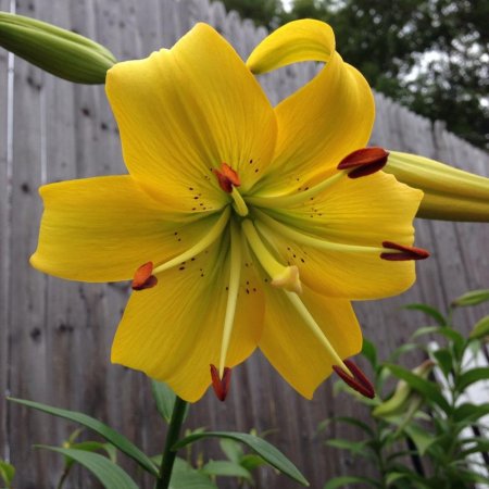 Lilium Perla Melani