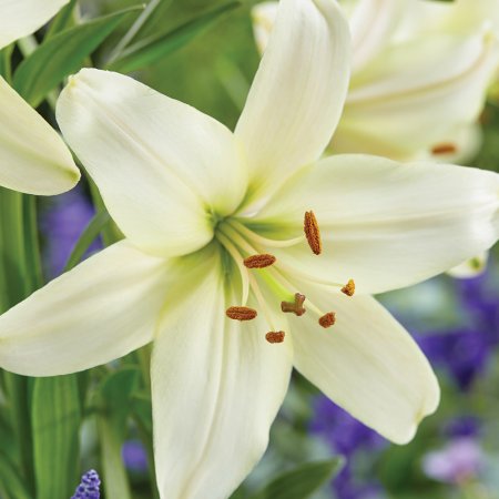 Lilium Perlato Alb