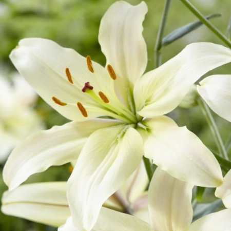 Lilium Perlato Alb