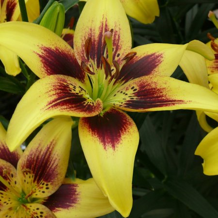 Lilium Pieton