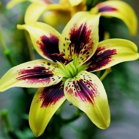 Lilium Pieton