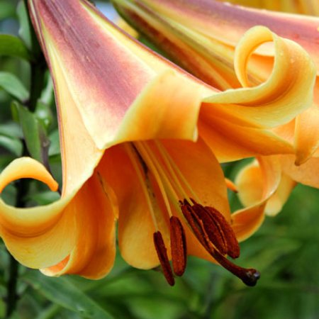 Lilium Regina Africană