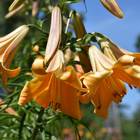 Lilium Regina Africană