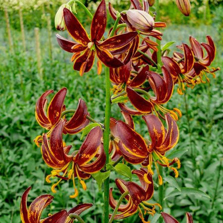 Lilium Cavalerul Arab