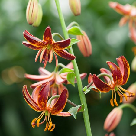 Lilium Cavalerul Arab