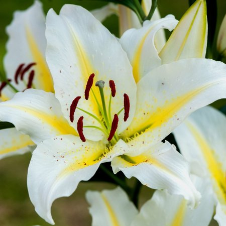 Lilium Baferrari