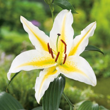 Lilium Baferrari