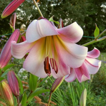 Lilium Lună Beijing