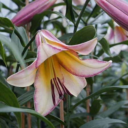 Lilium Lună Beijing