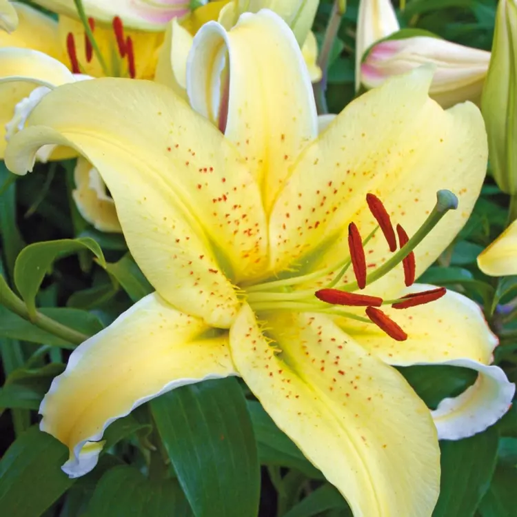 Lilium Petrecere de Aur