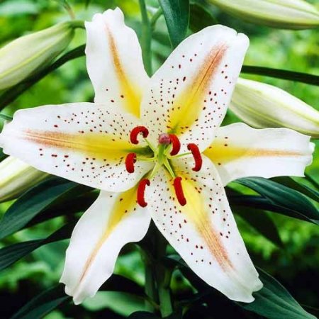 Lilium Petrecere de Aur