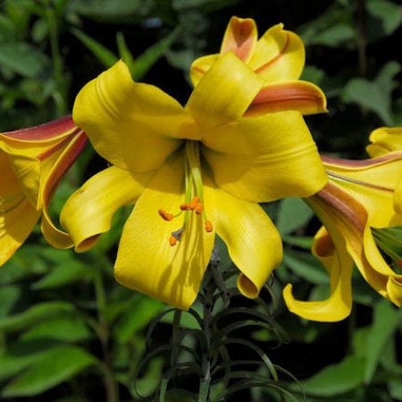 Lilium Aură de Aur