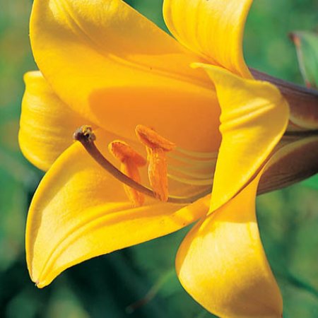 Lilium Aură de Aur