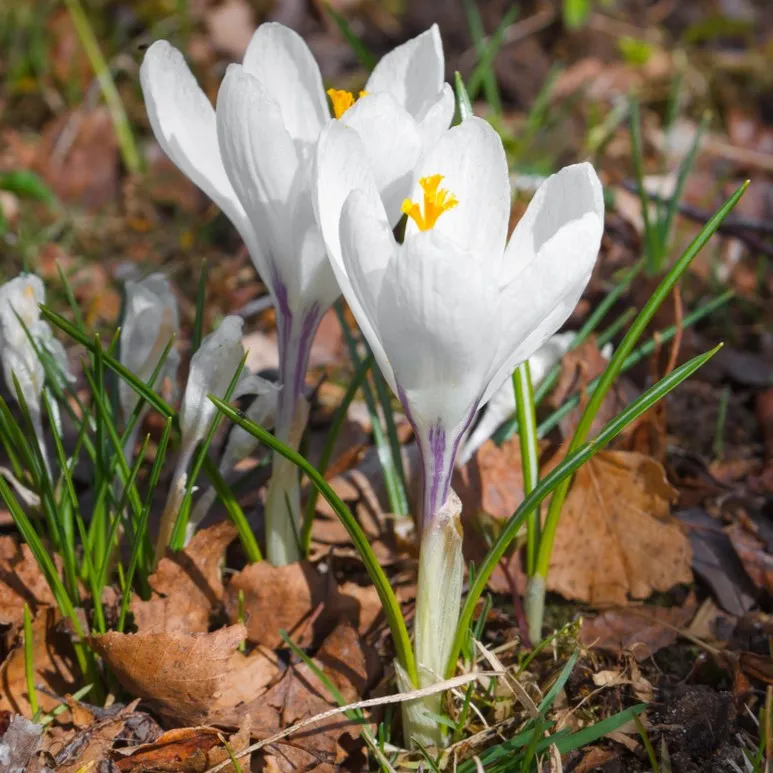 Crocus Regina Gheții