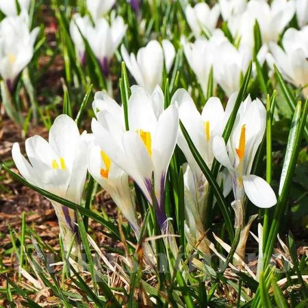 Crocus Regina Gheții