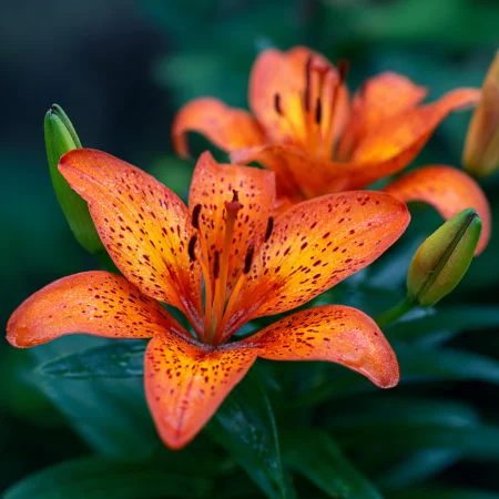 Lilium Asiatic Oranj