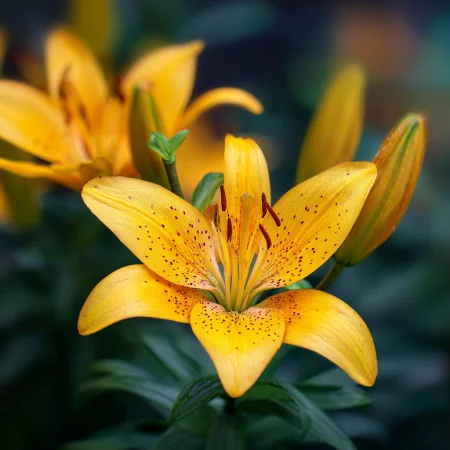 Lilium Asiatic Galben