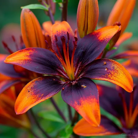 Lilium Forever Susan