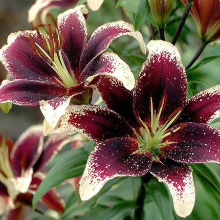 Lilium Mândria lui Neti