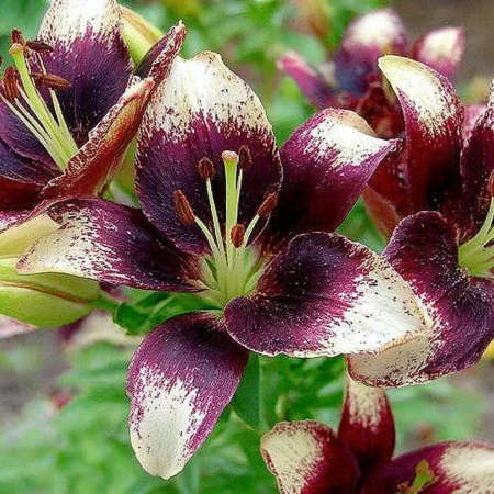 Lilium Mândria lui Neti