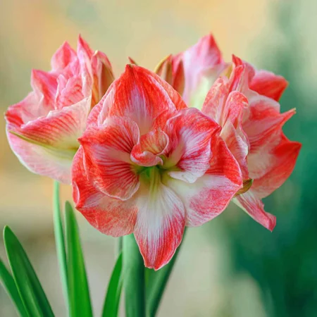 Amaryllis Lady Jane