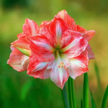 Amaryllis Lady Jane
