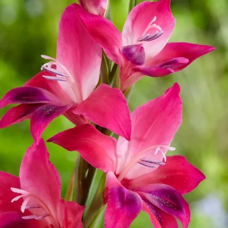 Gladiola Vulcan