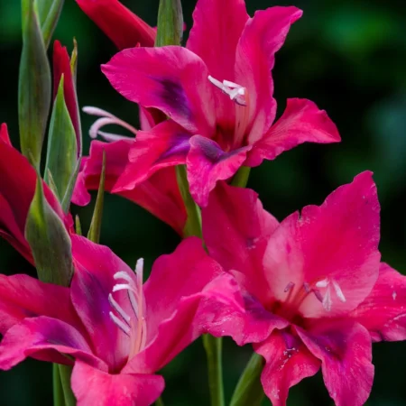 Gladiola Vulcan