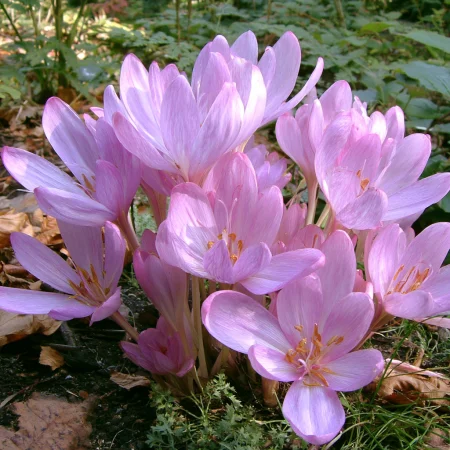 Мразовец Византия