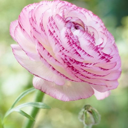 Floricică Dungat roz 