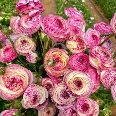 Floricică Dungat roz 