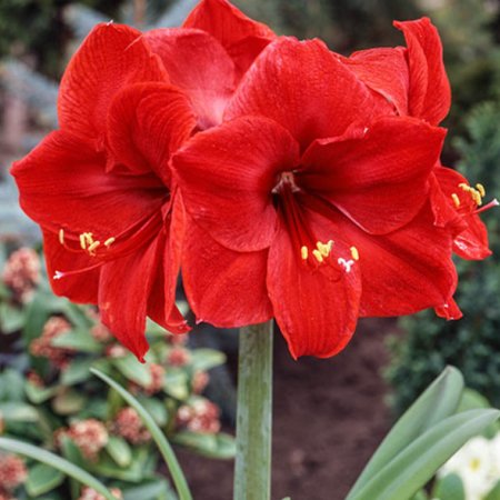 Amaryllis Jumbo roșu